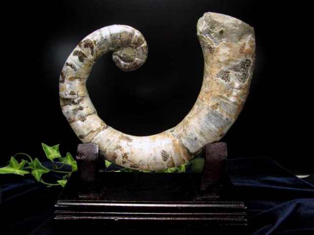 虹色遊色効果有り 巻貝 アンモナイト 化石 専用木製台付き 重さ約980g 幸運を呼び込む石 縫合線くっきり 一点物 マダガスカル産 パワーストーン 天然石