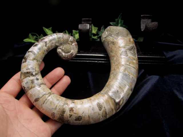 虹色遊色効果有り 巻貝 アンモナイト 化石 専用木製台付き 重さ約980g