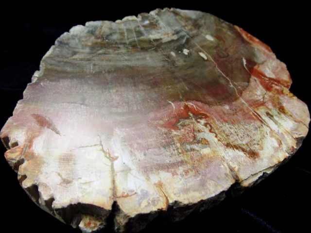 珪化木(ペトリファイドウッド) プレート 置物 幅 136mm 重さ 585.5g  