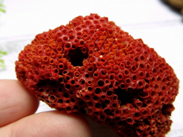 希少赤サンゴ（化石） 希少赤サンゴ（化石）