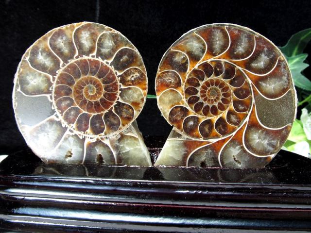 アンモナイト化石左右螺旋希少品