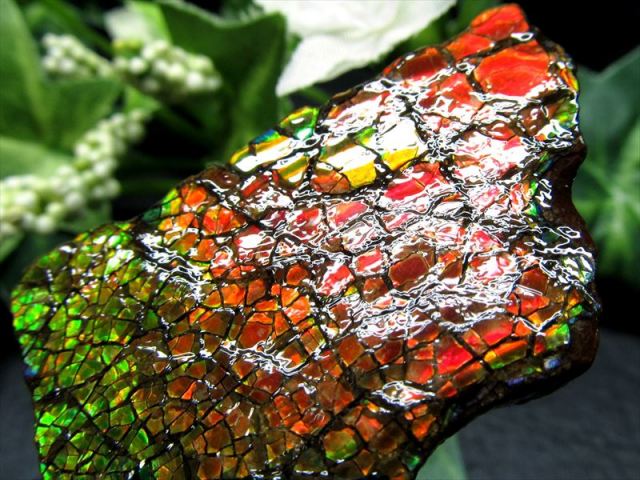 究極品質超希少幻の色彩時空を超えし奇跡の宝石ドラゴンスキン