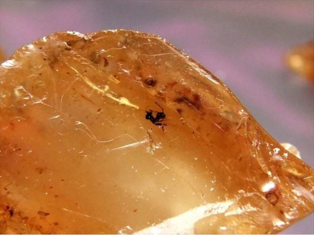 希少 大きいサイズ 虫入り琥珀 アンバー 天然樹脂 原石 22g 虫入り