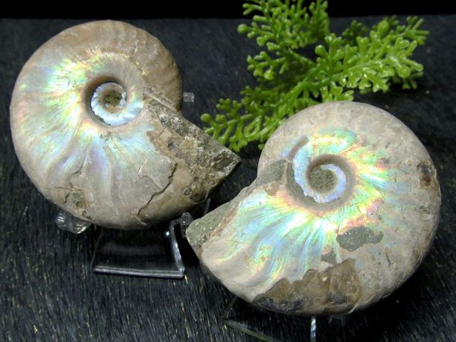 極上虹色遊色 1個売り アンモナイト クレオニセラス 化石 重さ110g 130g 両面ぷっくり 生物起源の宝石 レインボーアンモナイト化石 マダガスカル産