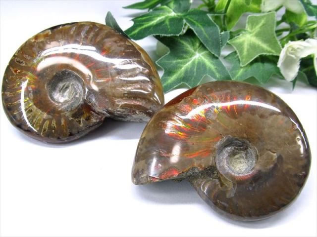 つやつや遊色効果 アンモナイト(クレオニセラス) 化石 1個売り 重さ70g