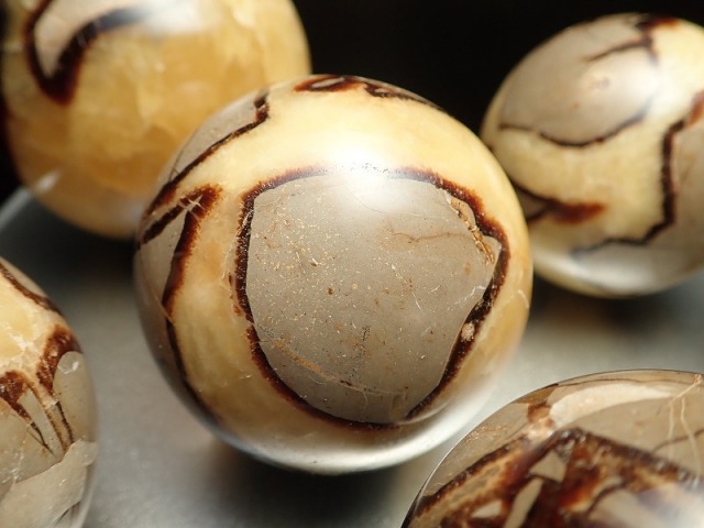 セプタリアン 特大サイズ卵 ドラゴン の 卵