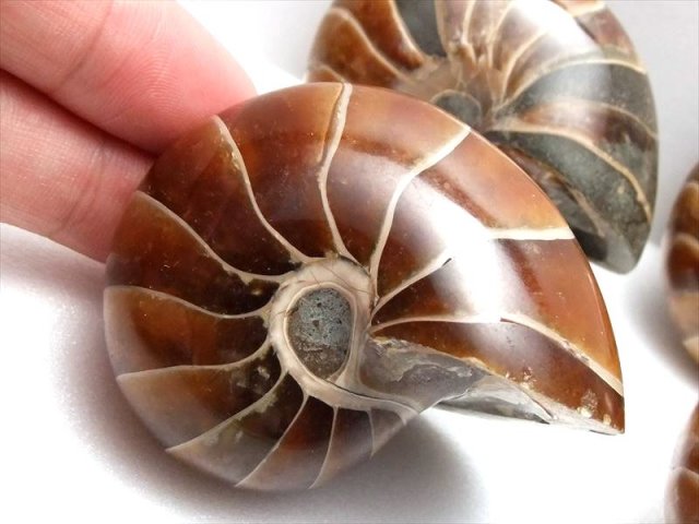 生きた化石 オウムガイ 化石 重さ 約25g-45g アンモナイト化石 オウム