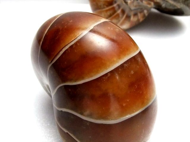 化石　オウムガイ　重さ1.6kg 長径13センチ 直径最大部35センチ、重量にして8キロを超える非常に巨大な