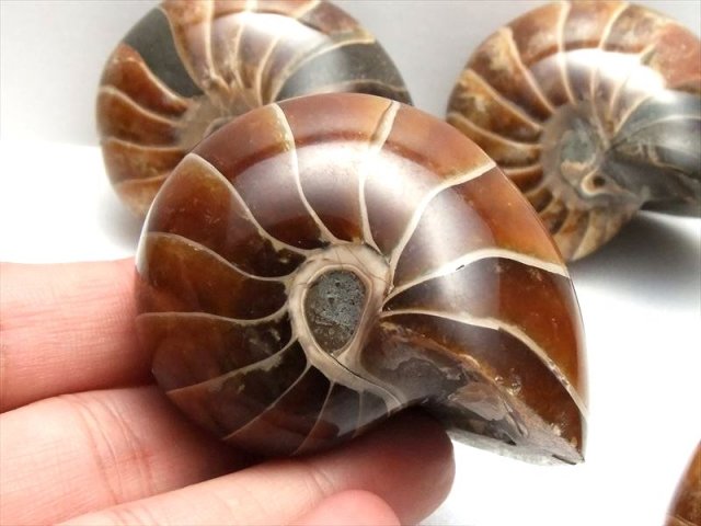 生きた化石　オウムガイ　アンモナイトの仲間 楽天市場】【生きた化石】オウムガイ 化石 オウムガイ オウム貝
