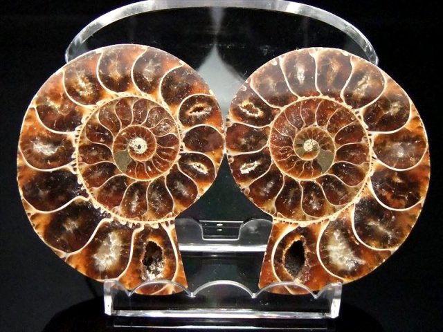 しっかり隔壁の4Aタイプ アンモナイト スライス化石(ポーチ付き) 約80