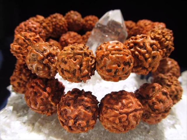 5面菩提樹 ルドラークシャ ブレスレット 約12mm-14mm×17珠前後 ヒンドゥー三大神シヴァの象徴 ネパール産