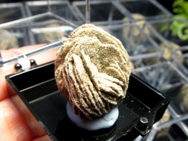 ミニチュア原石シリーズ デザートローズ 原石 ケース付き コレクションや標本に 大自然のアート セレナイトローズ 砂漠のバラ 内蒙古産 パワーストーン 天然石