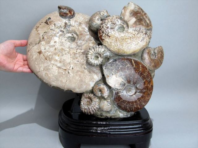サイズ大 アンモナイト化石置物 アンモナイト化石 モノトーン