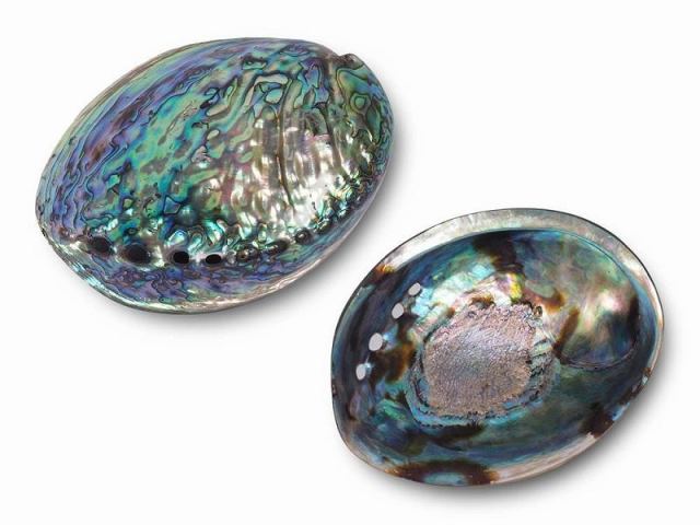 アバロンシェル アワビ貝殻 両面ポリッシュタイプ 長さ約12cm-15cm 1個売り ホワイトセージなどの薫香やディスプレイに ニュージーランド産 パワーストーン