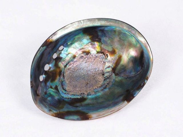 アバロンシェル　アワビ貝 楽天市場】美品アワビ貝アバロンシェル 78U125b/B83U3D : 水晶開運堂