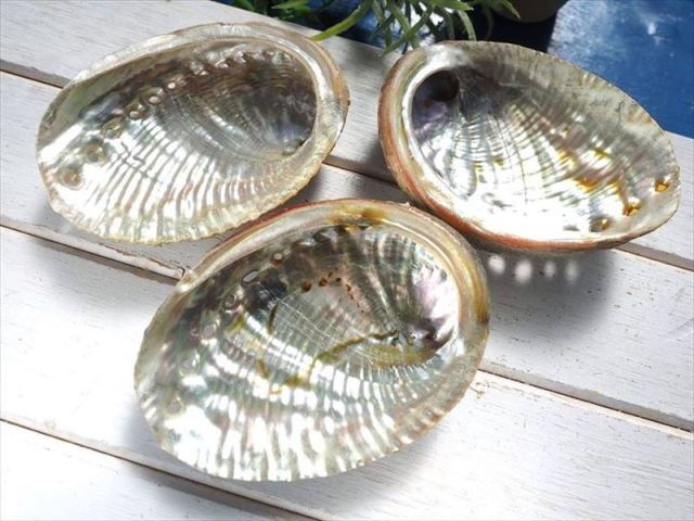 アバロンシェル貝器 ナチュラルタイプ 虹色に輝く レインボーアバローニ貝 長さ約8-9cm 1個売り ホワイトセージなどの薫香やディスプレイに