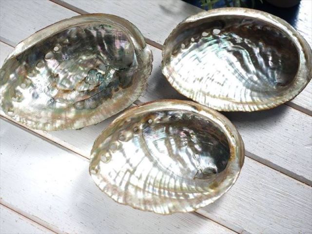 アバロンシェル貝器 ナチュラルタイプ 虹色に輝く！レインボーア