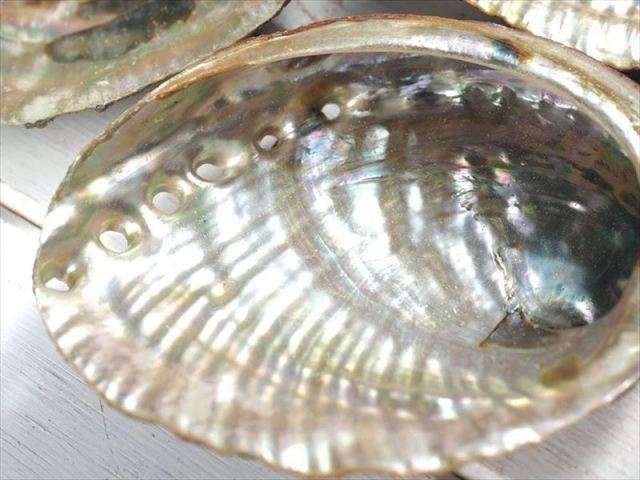 ★特選一連★本日のNEW一連☆虹色光沢【アバロニ(アバロン)シェルビーズ連】❤️ 楽天市場】10%オフクーポン 11/1まで☆アバロン シェルビーズ