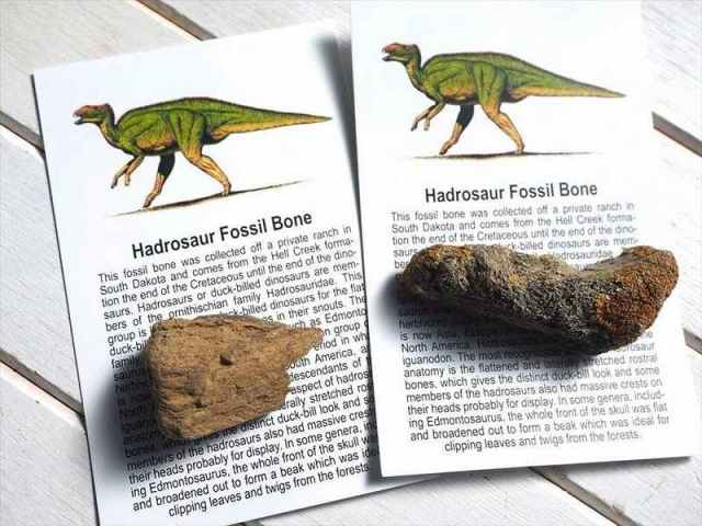 末に※選べる4種 恐竜の骨の化石 ダイナソー ボーン 1個売り