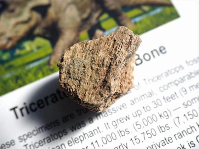 末に※選べる4種 恐竜の骨の化石 ダイナソー ボーン 1個売り