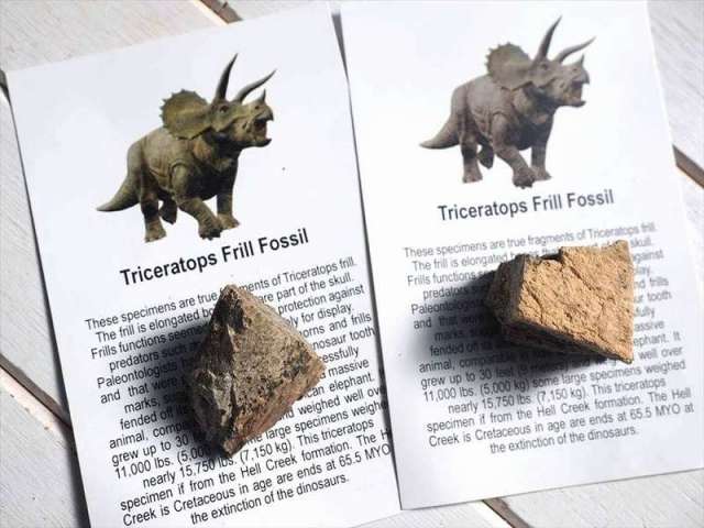 末に※選べる4種 恐竜の骨の化石 ダイナソー ボーン 1個売り