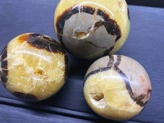 セプタリアン 特大サイズ卵 セプタリアン 特大サイズ卵