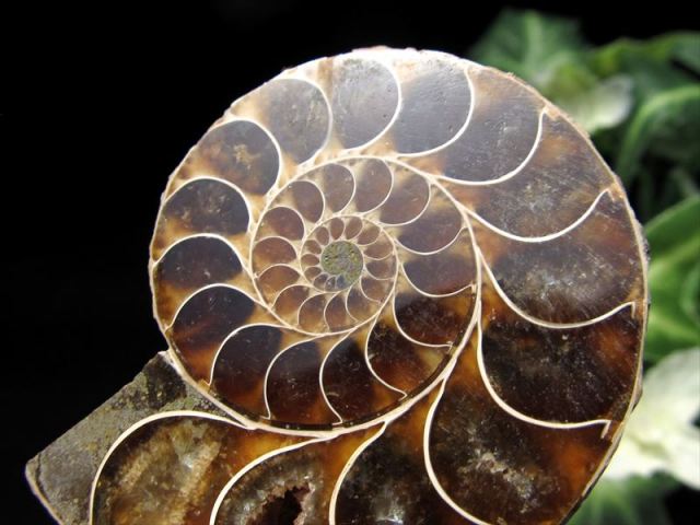 美しいカルサイト 3A アンモナイト スライス化石 約80g-100g 2枚セット