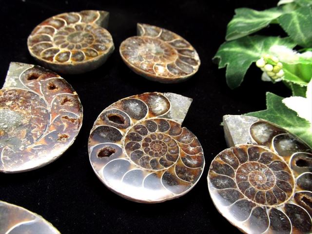 美しいカルサイト 3A アンモナイト スライス化石 約80g-100g（2枚