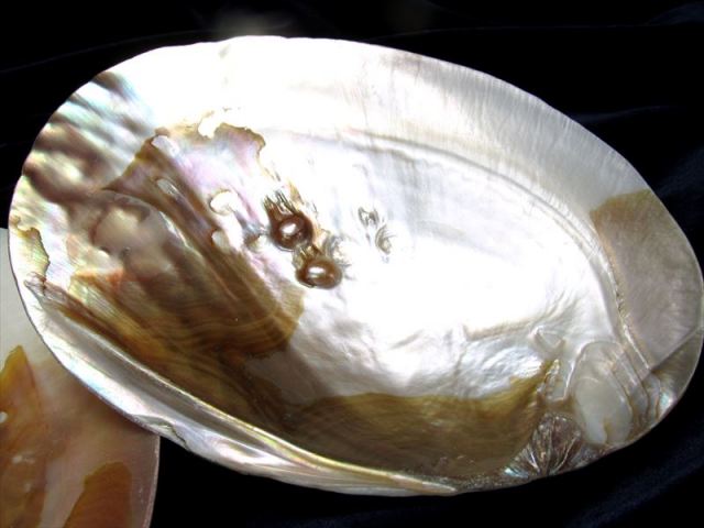 レインボーの輝き パール付きイケチョウガイ皿 サイズ約12-17cm