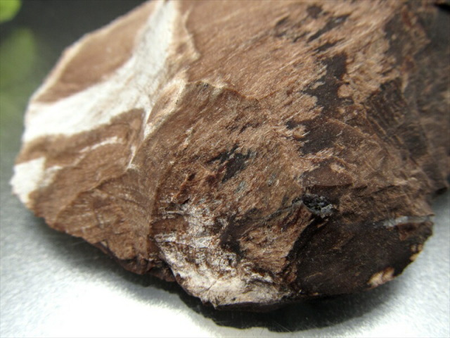 希少 国産原石 珪化木(ペトリファイドウッド) 原石 幅 71mm 重さ 144.5