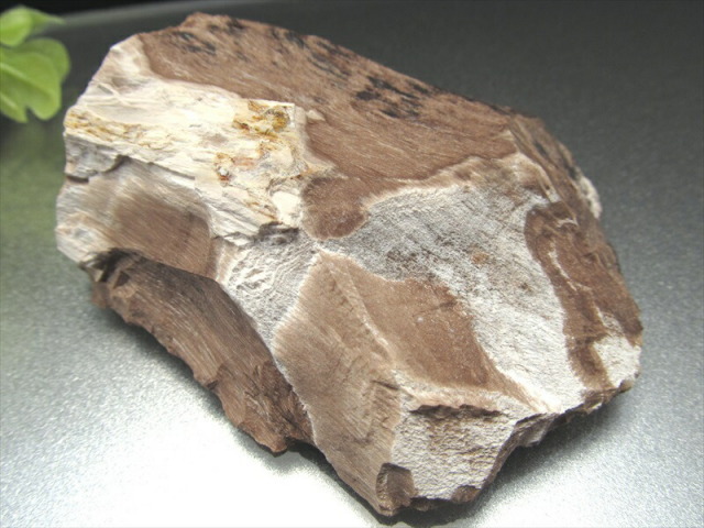 希少 国産原石 珪化木(ペトリファイドウッド) 原石 幅 71mm 重さ 144.5
