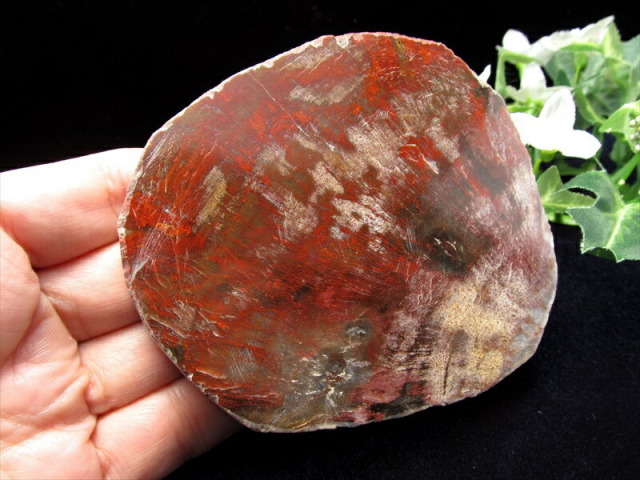レッドタイプ 珪化木(ペトリファイドウッド) プレート 置物 重さ80g  
