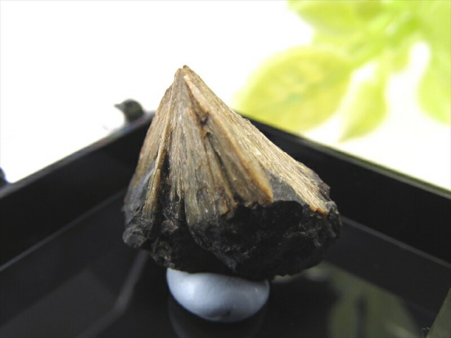 希少 国産原石 頑火輝石(エンスタタイト) 原石 サイズ35ミリ×35ミリのケース入り 1個売り 岩手県下閉伊郡川井村道又産 見事な放射状の輝石！