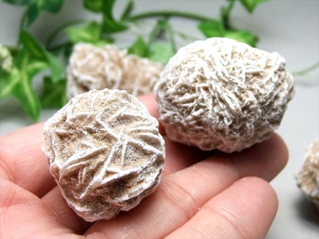 1個売り デザートローズ ジプサム・ローズ 重さ約75g-90g 大自然の