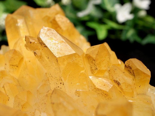 希少 クラスター ゴールデンヒーラー ヒマラヤ、ゴールデンヒーラークラスターGolden healer cluster