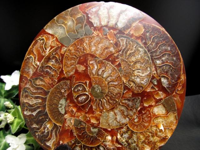 びっしりアンモナイト！ アンモナイト化石 円形スライス 1個売り 直径