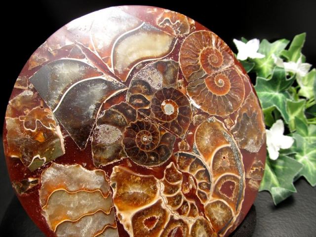 びっしりアンモナイト！ アンモナイト化石 円形スライス 1個売り 直径