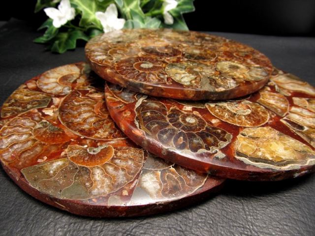 びっしりアンモナイト！ アンモナイト化石 円形スライス 1個売り 直径