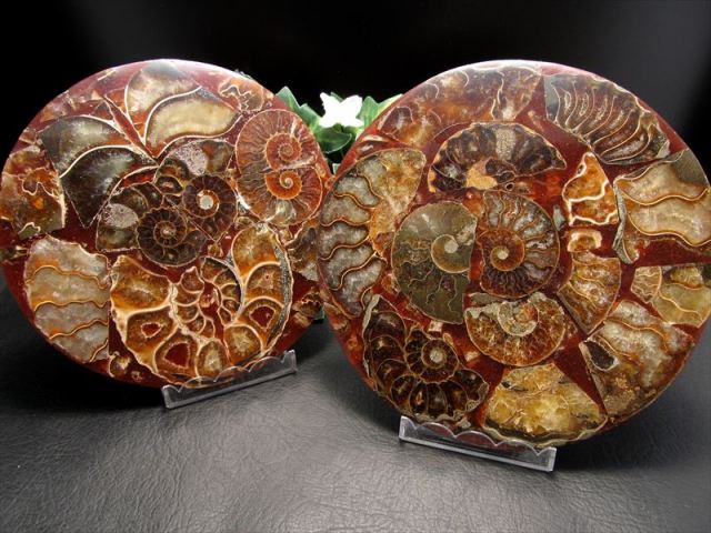 天然石☆水晶☆アンモナイト 天然 アンモナイト化石 conch クリスタル 標本 ヒーリング スタンド