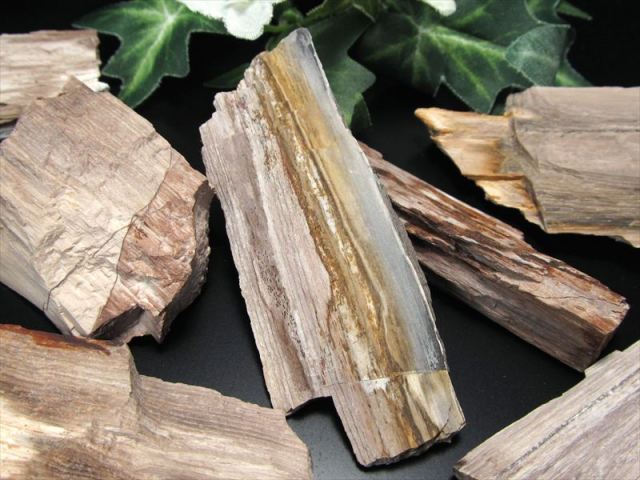 リアル木の化石！ 珪化木 原石 重さ10g-20g シリカ化した木の化石 神秘なる大自然の力 ウッドストーン 博愛・真心・希望 木の化石