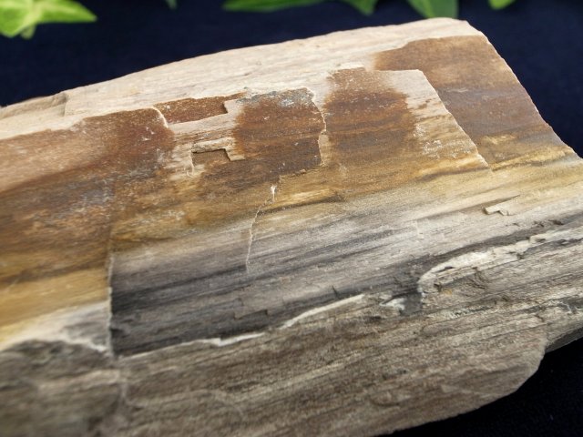 リアル木の化石 珪化木 原石 重さ164g シリカ化した木の化石