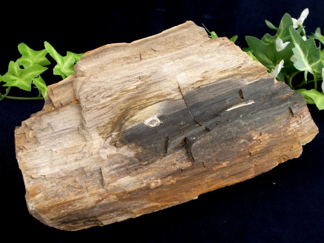リアル木の化石 珪化木 原石 重さ642g シリカ化した木の化石 神秘なる大自然の力 ウッドストーン 博愛・真心・希望 木の化石 岐阜県
