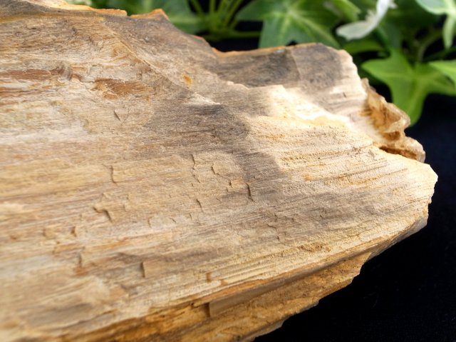 リアル木の化石 珪化木 原石 重さ642g シリカ化した木の化石