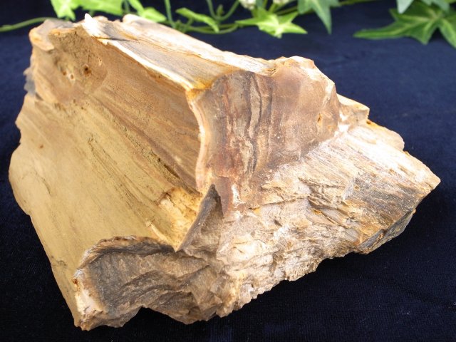 リアル木の化石 珪化木 原石 重さ642g シリカ化した木の化石