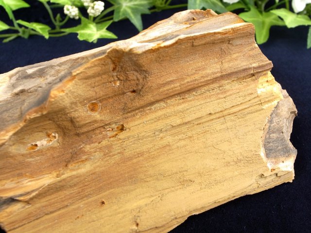リアル木の化石 珪化木 原石 重さ642g シリカ化した木の化石