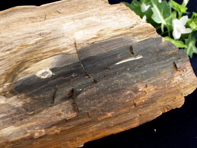 リアル木の化石 珪化木 原石 重さ642g シリカ化した木の化石
