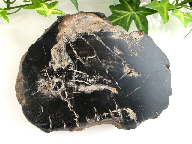 レアなブラック珪化木 ブラック珪化木(ペトリファイドウッド) プレート 置物 重さ508g 神秘なる大自然の力 ウッドストーン 博愛・真心・希望