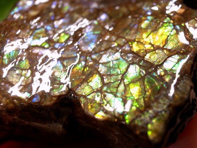 発色良好 アンモライト ドラゴンスキン 竜の鱗 原石 最大幅約28mm 重さ約12.7g 1点物 生物起源の宝石 幸運を呼び込む石