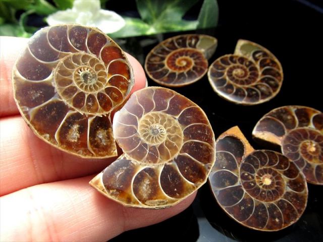 教材にも☆ アンモナイト 化石 スライス一対 教材にも☆ アンモナイト 化石 スライス一対