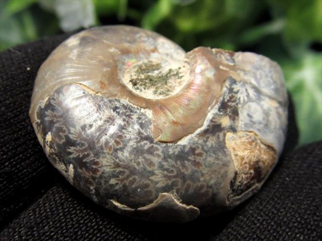 対になったミニサイズ 3A アンモナイト スライス 約3g-10g前後 2枚